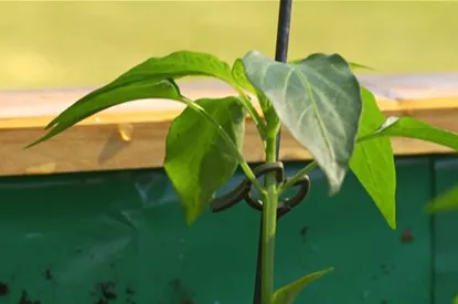 Gemüsepaprika - Einpflanzen im Hochbeet
