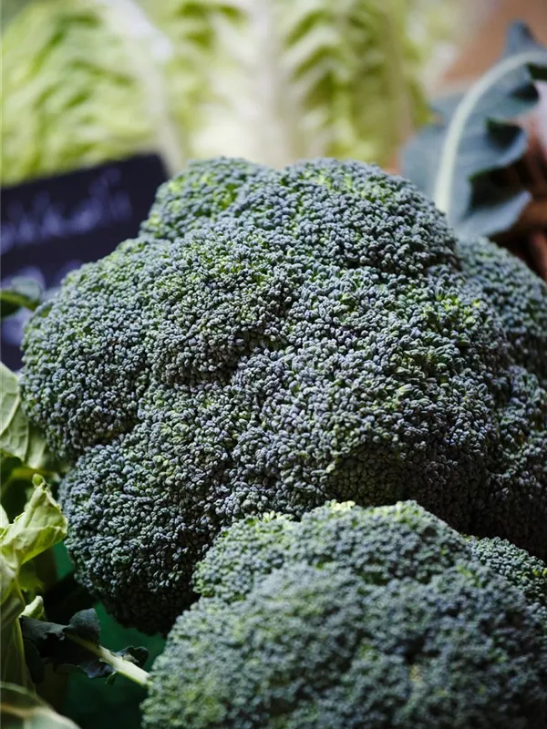 Brassica oleracea var. italica, Broccoli GartenVielfalt