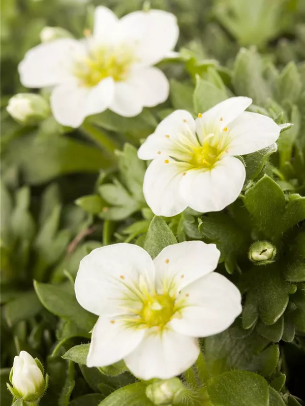 Saxifraga x arendsii, weiß, GartenMoosSteinbrech GartenVielfalt