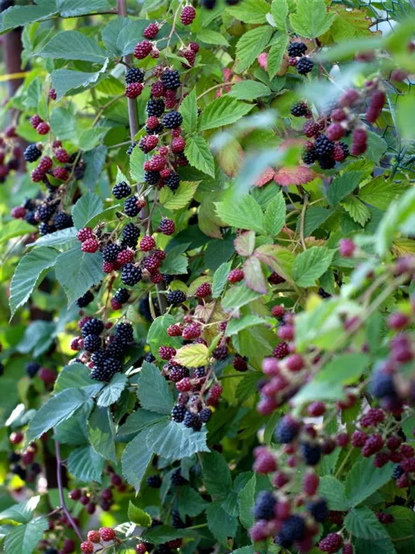 Rubus fruticosus 'Thornless Evergreen', Brombeere 'Thornless Evergreen