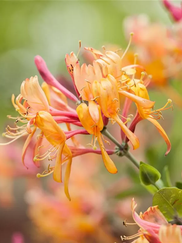Schlingpflanzen GartenVielfalt