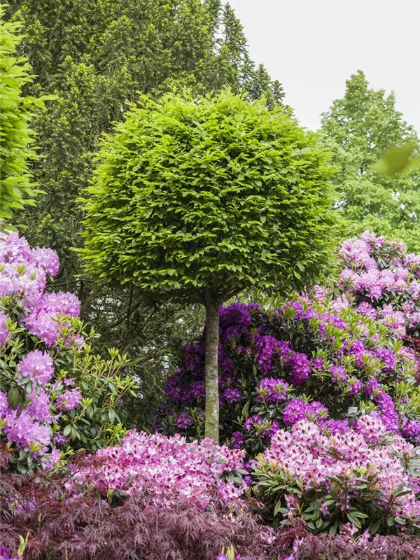 Formgehölze, Stamm GartenVielfalt