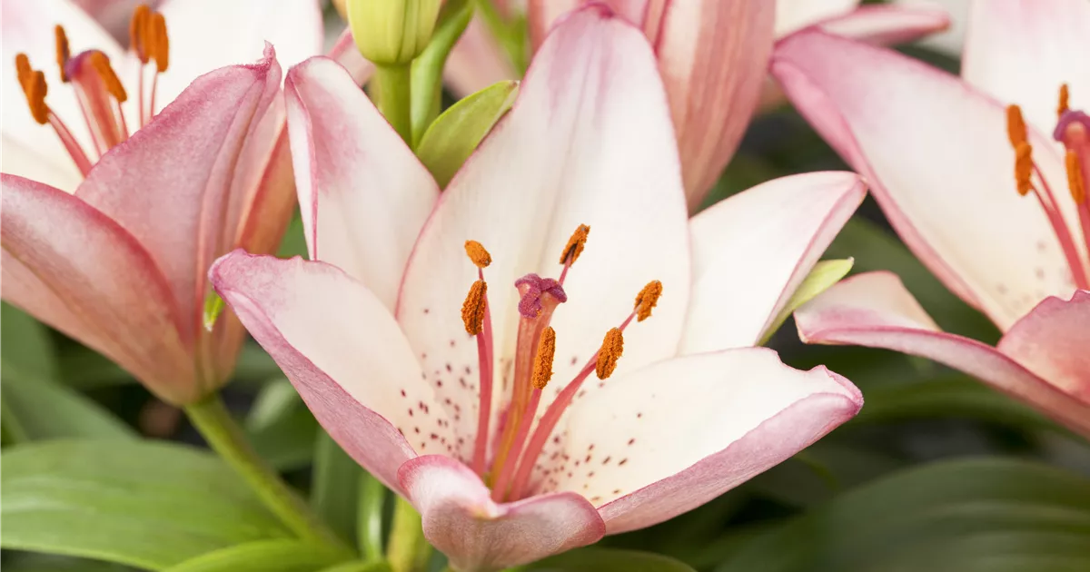 Lilium Oriental, Orientalische Lilie GartenVielfalt
