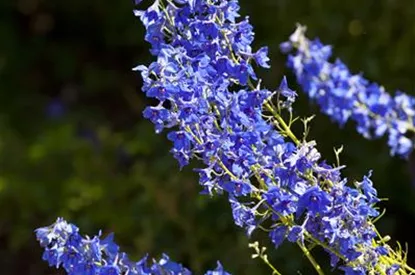 1 x Staude Pflanze Rittersporn Delphinium x cultorum 'Magic Fountains Lavender 