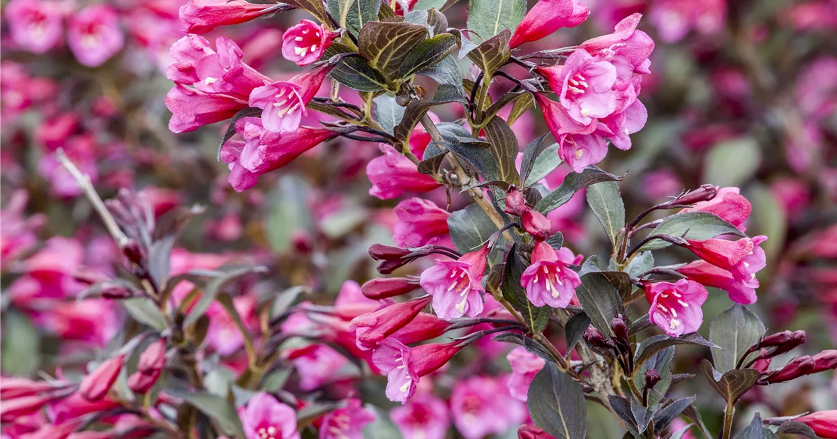 Weigela florida, Rosa Weigelie GartenVielfalt