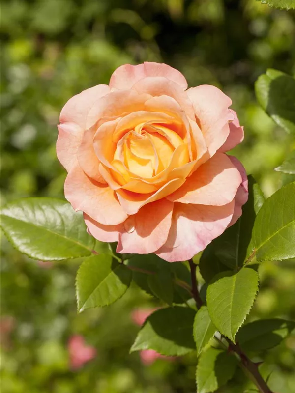 ADR-Rosen, Rose - GartenVielfalt