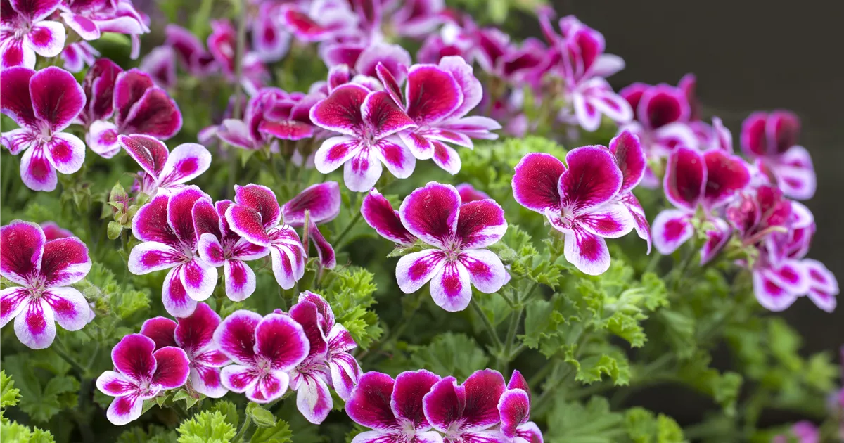 Pelargonium grandiflorum, Englische Geranie GartenVielfalt