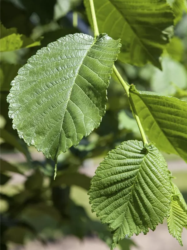 Morus alba, Weiße Maulbeere GartenVielfalt