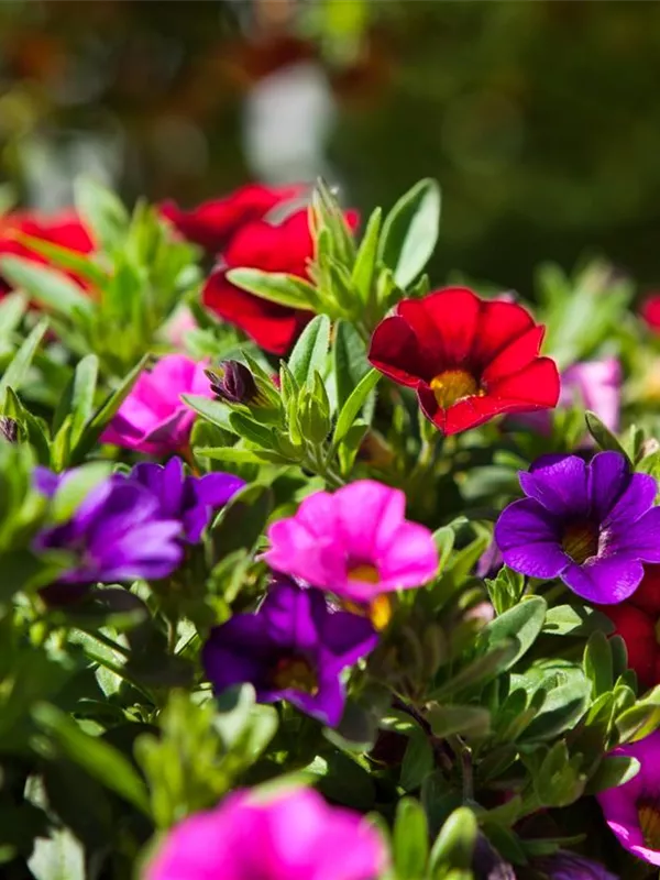 Calibrachoa 'Trixi'®, Zauberglöckchen - GartenVielfalt