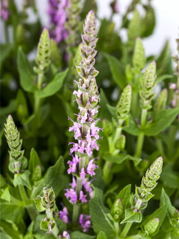 Salvia nemorosa, rosa, SteppenSalbei GartenVielfalt
