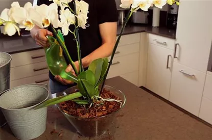 Orchidee - Einpflanzen in ein Gefäß