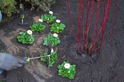 Gänseblümchen - Einpflanzen im Garten