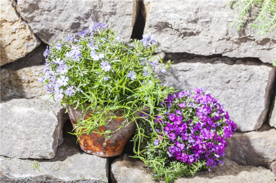 Phlox Subulata ‚Amazing Grace‘ – Winterharter Teppichphlox | Weiße Blüten, Pflegeleicht, Bienenfreundlich