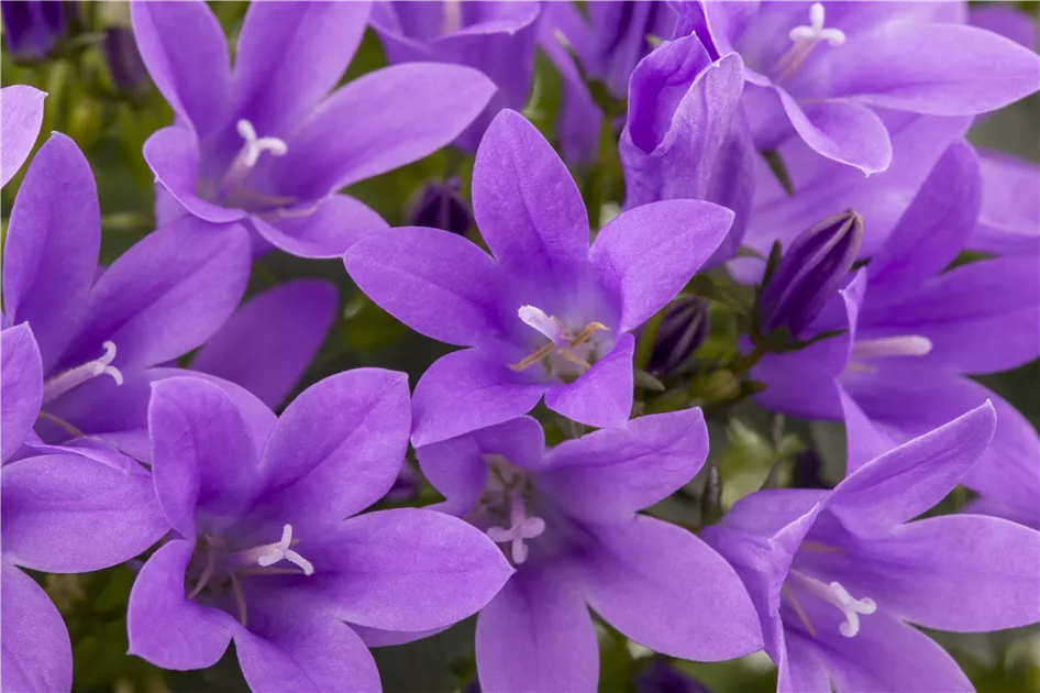 Campanula portenschlagiana, Dalmatiner Polster-Glockenblume - GartenVielfalt