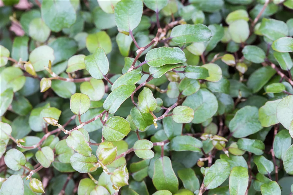 Muehlenbeckia complexa, Drahtwein - GartenVielfalt