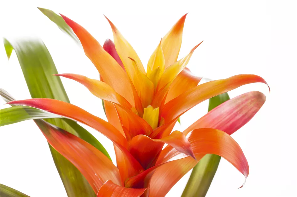 Guzmania, Guzmanie - GartenVielfalt