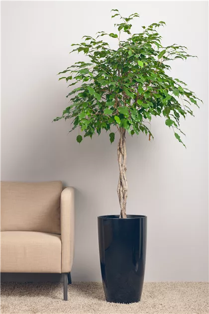 Ficus benjamina, Birken-Feige - GartenVielfalt