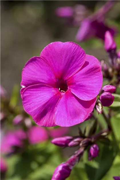 Phlox paniculata, Hohe Flammenblume - GartenVielfalt