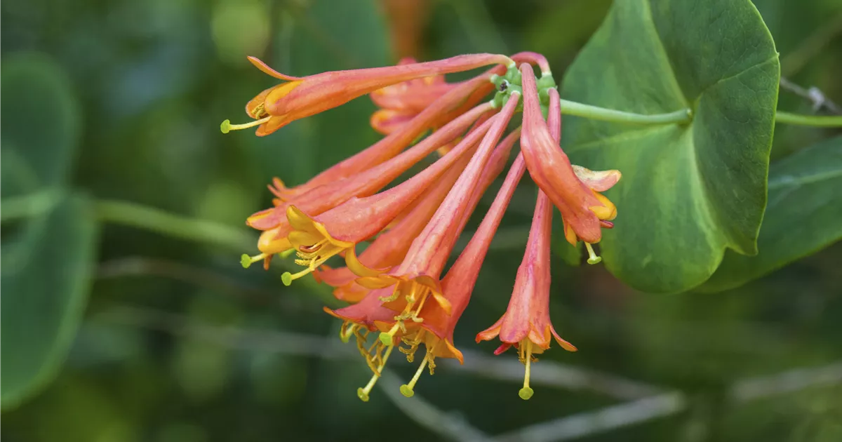 Lonicera x brownii 'Dropmore Scarlet', Rote Geischlinge 'Dropmore Scarlet'  - GartenVielfalt