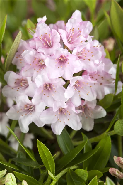 rhododendron catawbiense cunningham's white Cunningham's White main image 0