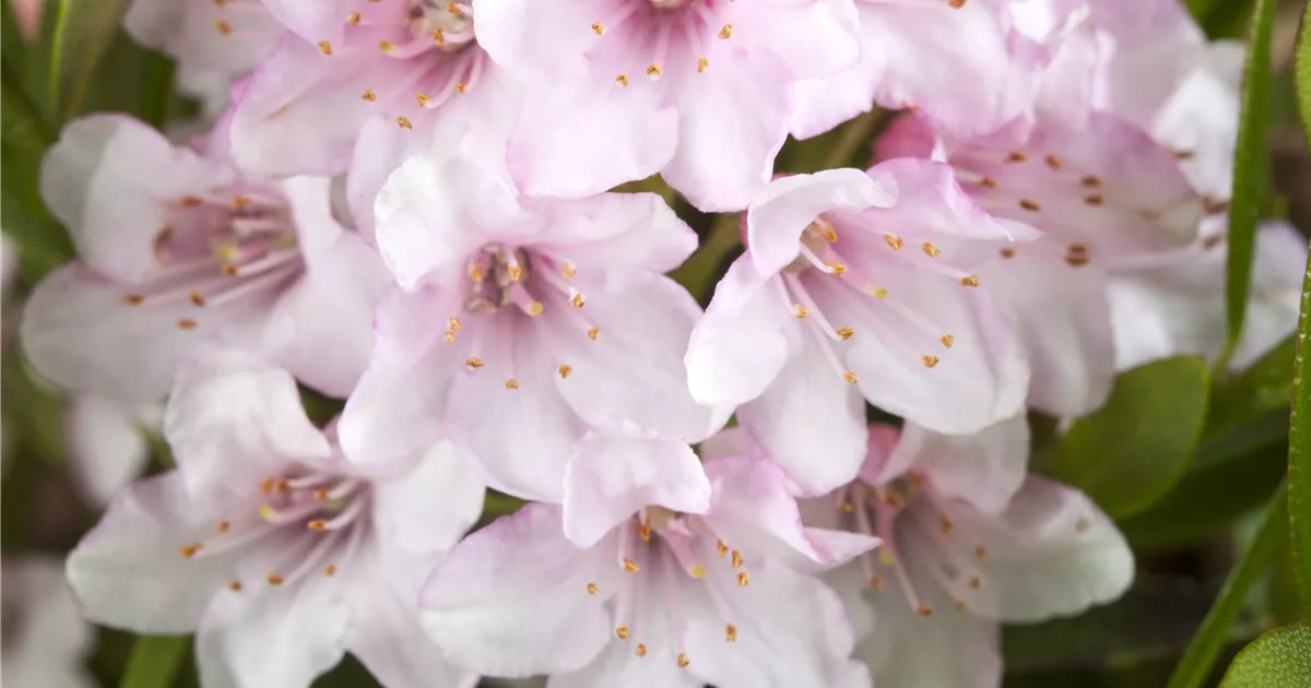 Rhododendron micranthum 'Bloombux', Rhododendron 'Bloombux' -  GartenVielfalt