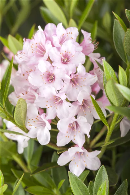 Rhododendron micranthum 'Bloombux', Rhododendron 'Bloombux' -  GartenVielfalt