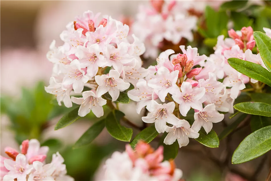 Rhododendron micranthum 'Bloombux', Rhododendron 'Bloombux' -  GartenVielfalt