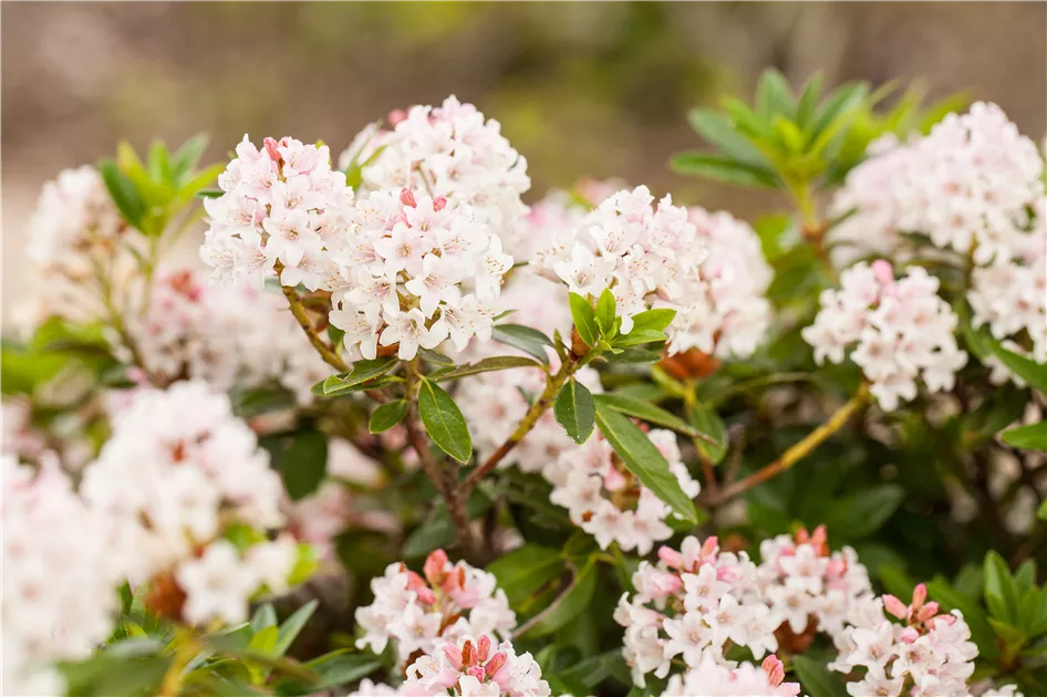 Rhododendron micranthum 'Bloombux', Rhododendron 'Bloombux' -  GartenVielfalt