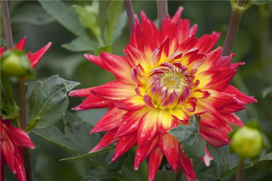 Dahlia Cactus, Kaktus-Dahlie - GartenVielfalt
