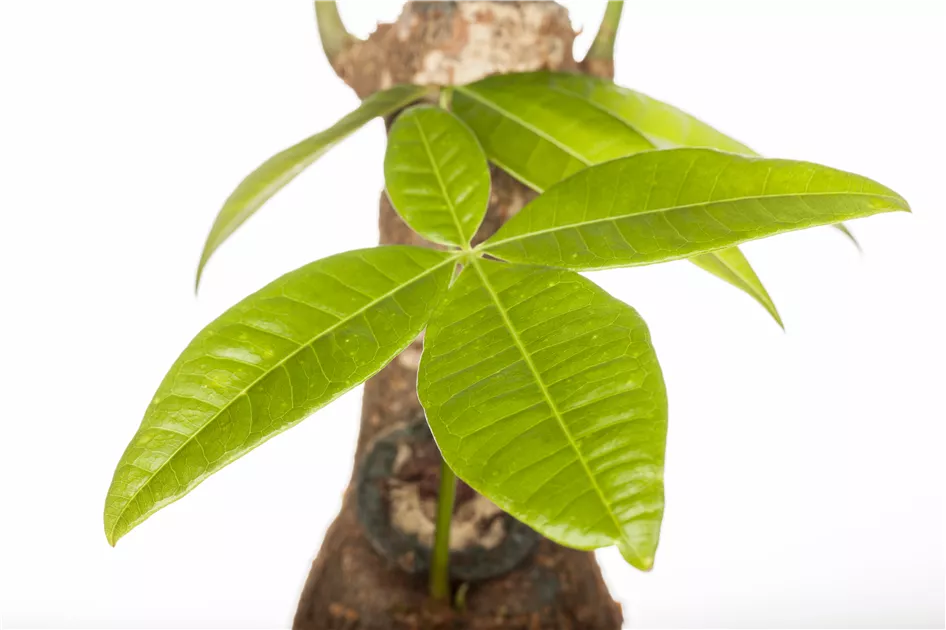 Pachira aquatica, Glckskastanie - GartenVielfalt