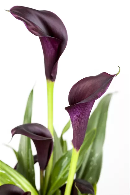 saatgut in die erde bringen 8 buchstaben Salix purpurea 'Nana' (Kugelweide) hier gnstig kaufen   Mitteldeutsche-Baumschulen