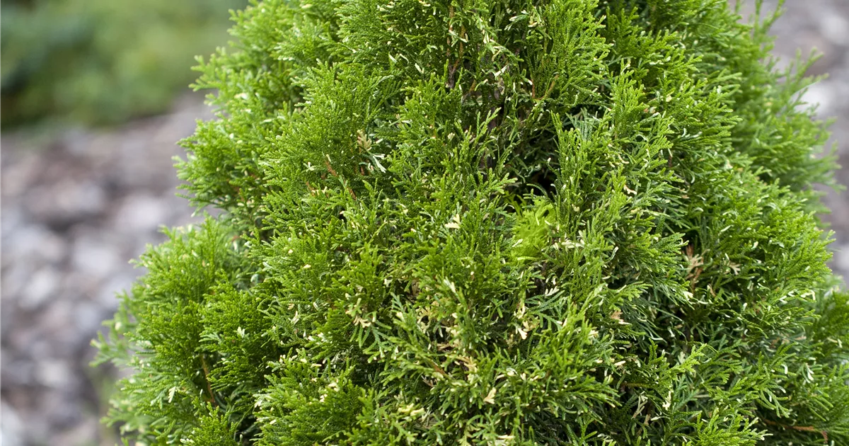 Thuja occidentalis, Abendlndischer Lebensbaum - GartenVielfalt