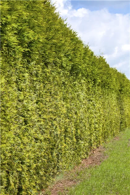 Thuja occidentalis, Abendlndischer Lebensbaum - GartenVielfalt