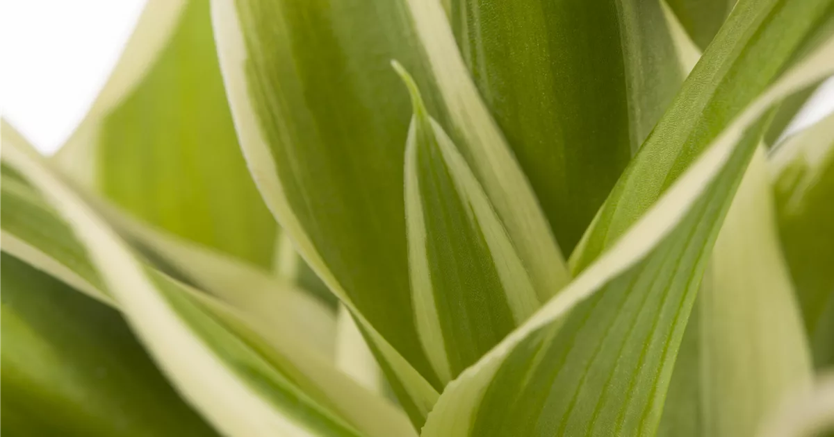 Chlorophytum comosum, Grnlilie - GartenVielfalt