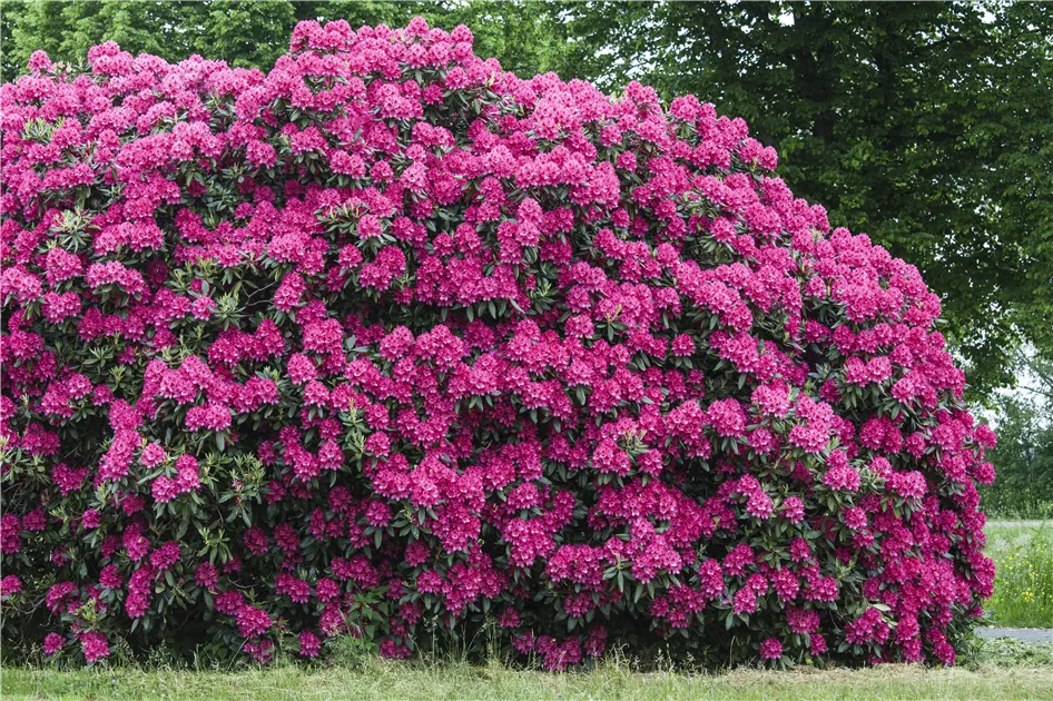 stechpalme kaufen Japanische Stechpalme Fastigiata - Ilex crenata fastigiata