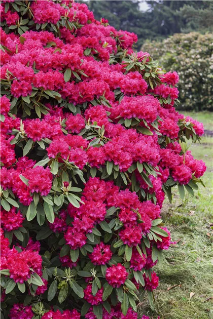 Rhododendron 'Nova Zembla' - GartenVielfalt