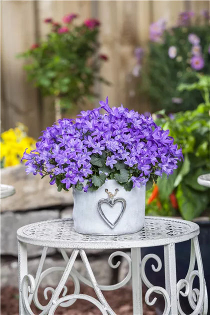 Campanula poscharskyana, Hängepolster-Glockenblume