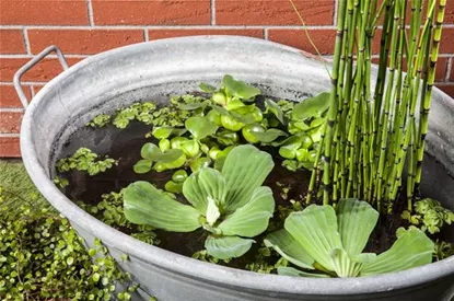 Der Mini-Teich – kleiner Teich ganz groß