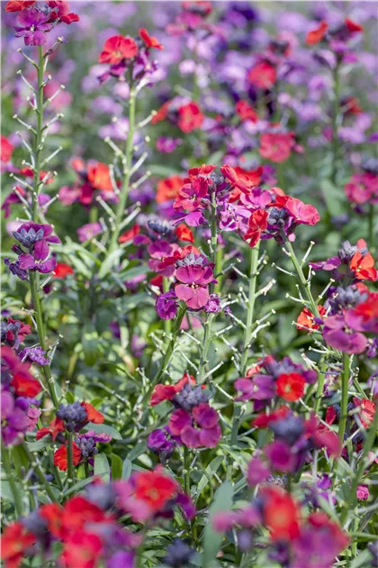 Goldlack ‚Goliath Brown‘ Samen – Ca. 60 Samen Der Historischen Blumensorte, Samenfest Und Bienenfreundlich