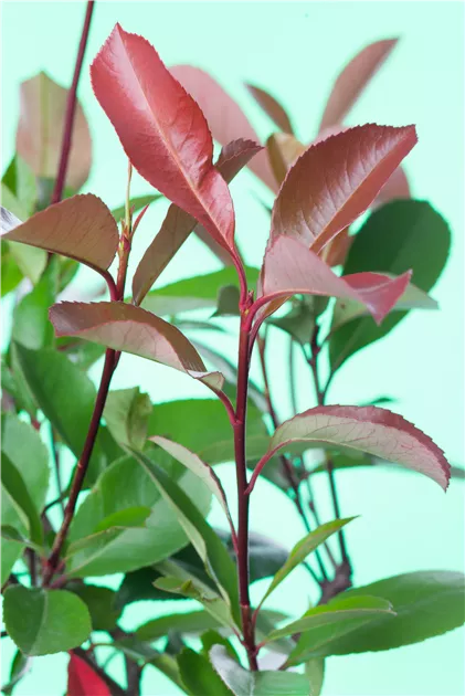 pink princess philodendron obi Philodendron Pink Princess Marbled – Angie's Planties