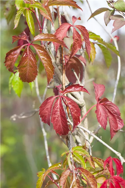Parthenocissus quinquefolia, Wilder Wein - GartenVielfalt