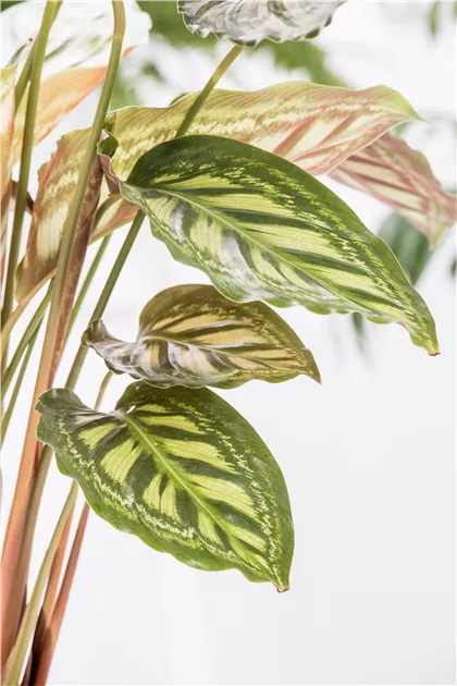 Calathea, Korbmarante - GartenVielfalt
