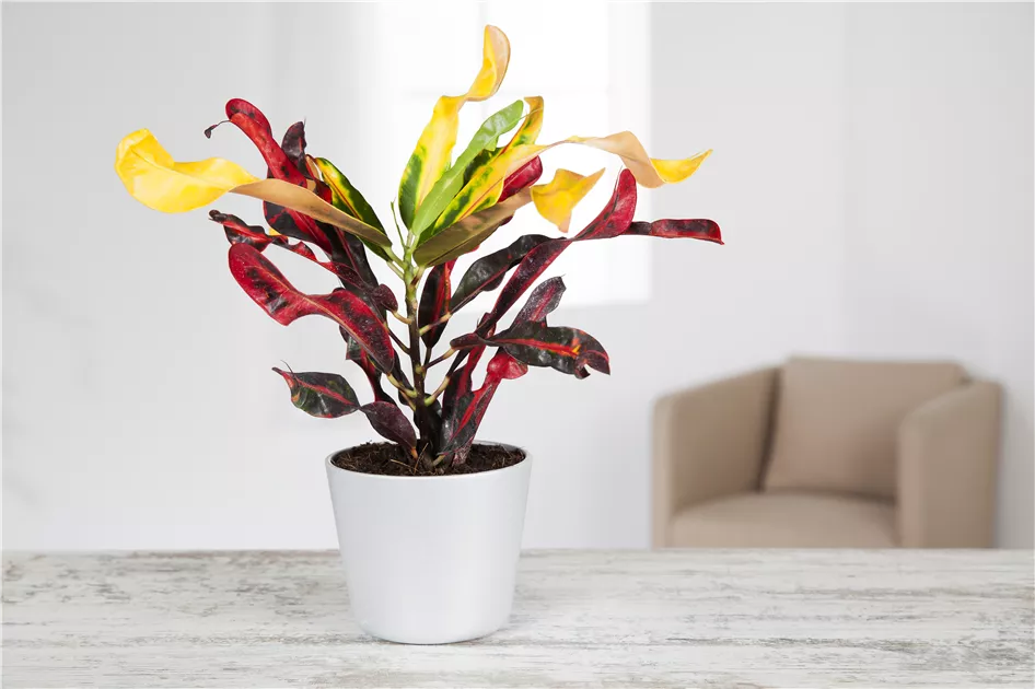 alocasia variegata kaufen Alocasia Odora Variegata Aurea XL