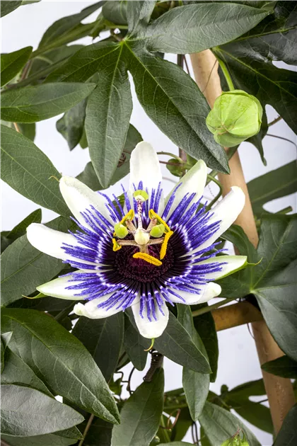 Lila Blaue Passionsblume - Passiflora Caerulea - 50-70cm 2 Ltr. Topf [3860