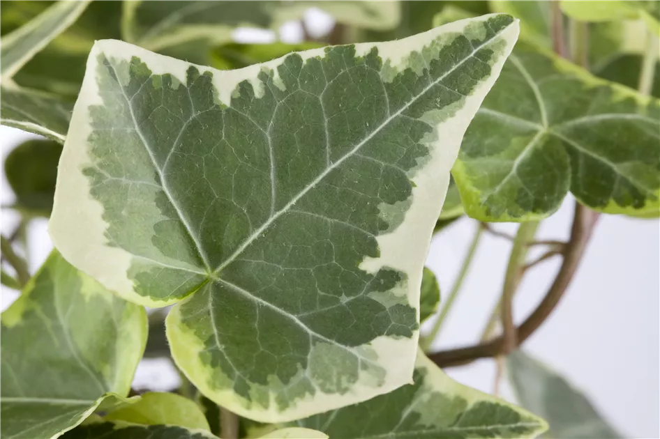 Hedera helix, grn-wei, Gemeiner Efeu - GartenVielfalt