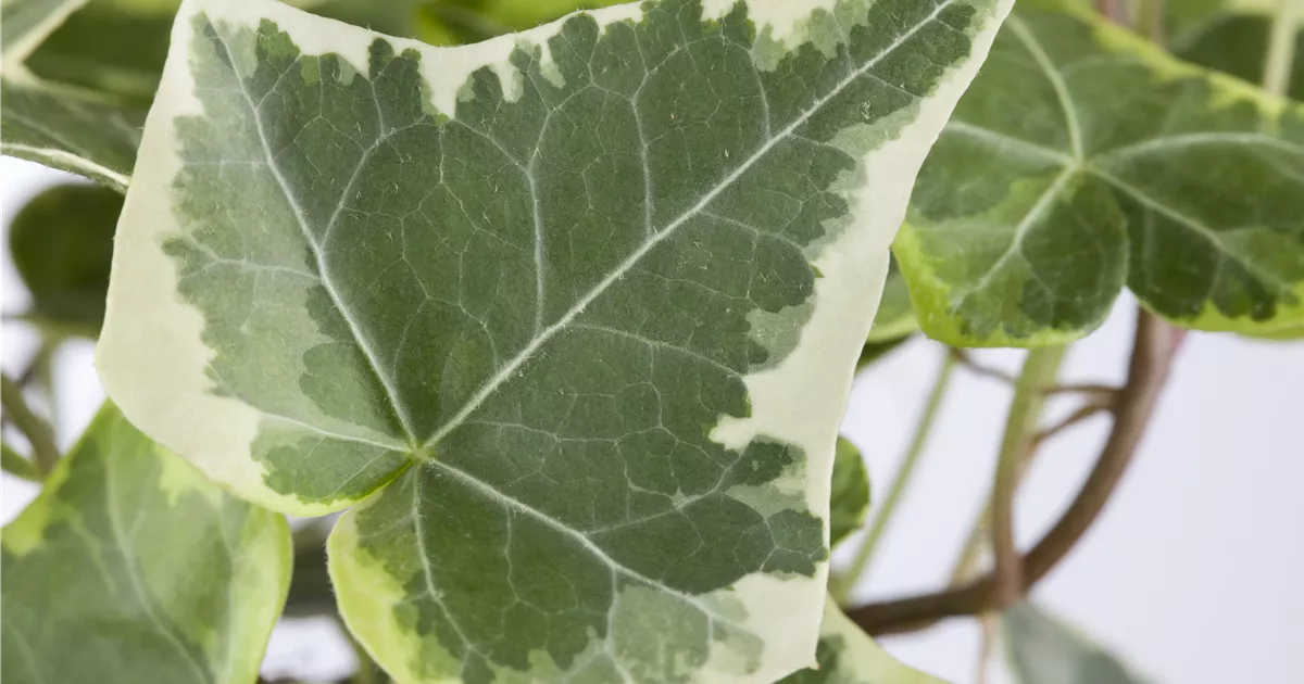 Hedera helix, grn-wei, Gemeiner Efeu - GartenVielfalt