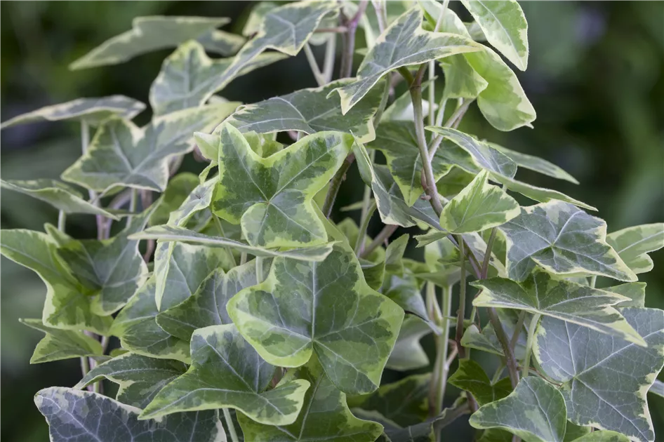 Hedera helix, grn-wei, Gemeiner Efeu - GartenVielfalt