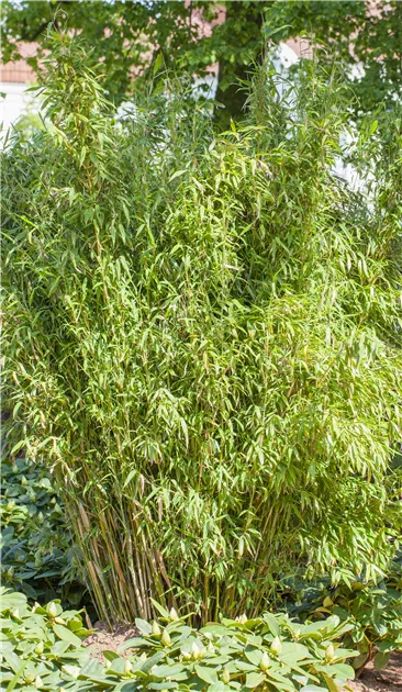 Fargesia murielae 'Well-Born', Well-Born-Bambus - GartenVielfalt