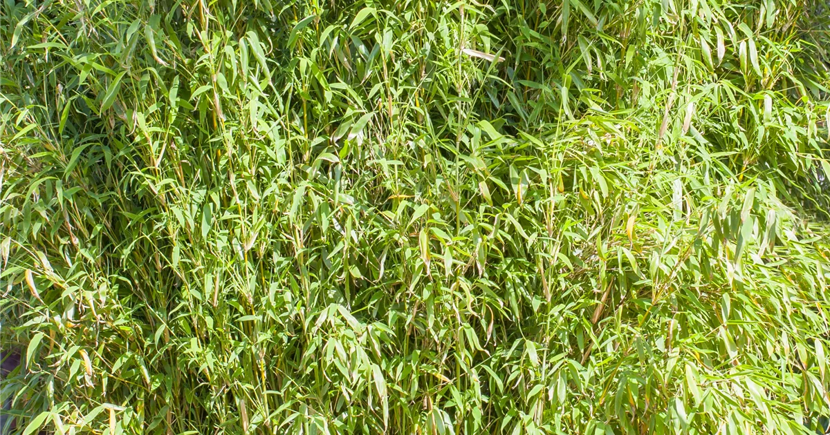 Fargesia murielae 'Well-Born', Well-Born-Bambus - GartenVielfalt