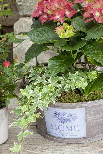 Hedera helix, grn-wei, Gemeiner Efeu - GartenVielfalt